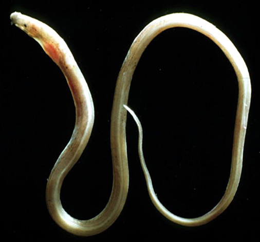 Dysomma brevirostre_02.jpg